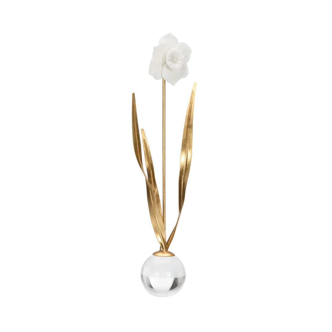 Paves Daffodil