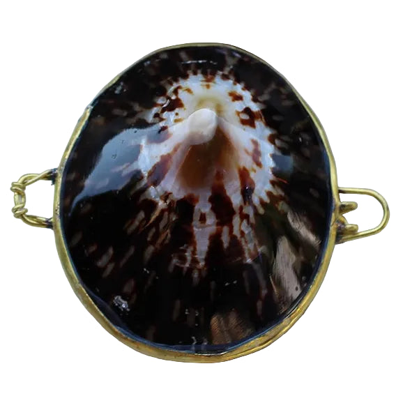 Limpet Seashell Coin Purse