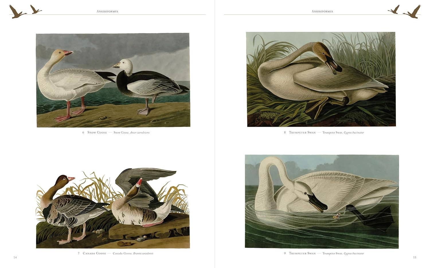 Audubon's Birds Of America