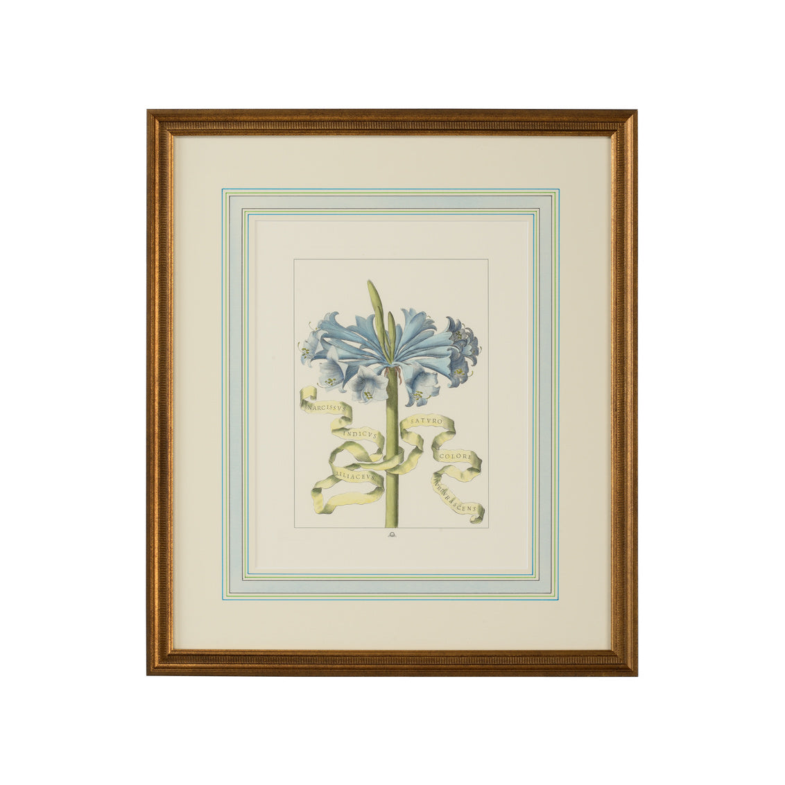Fleur et Blue IV