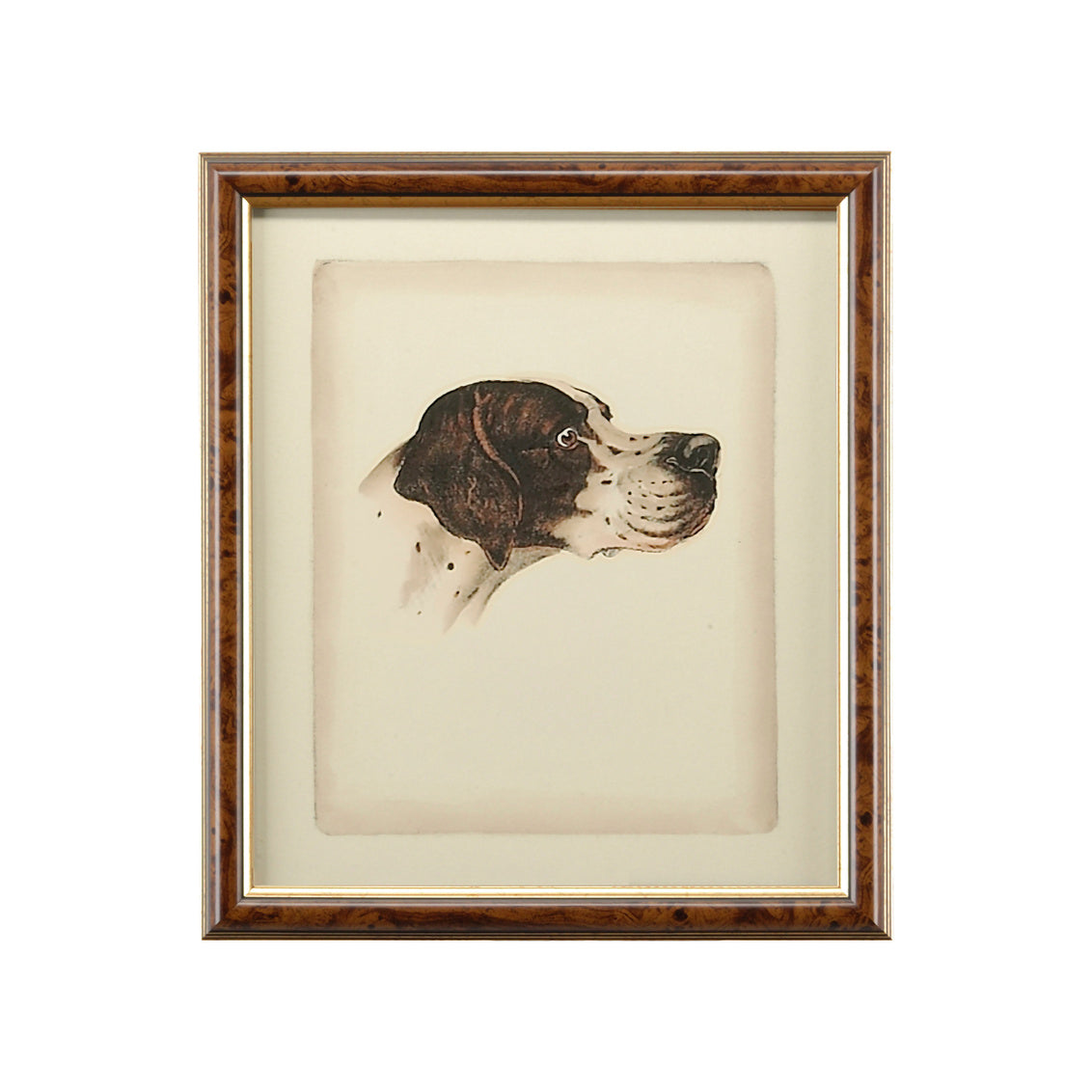 Danchin Pointer