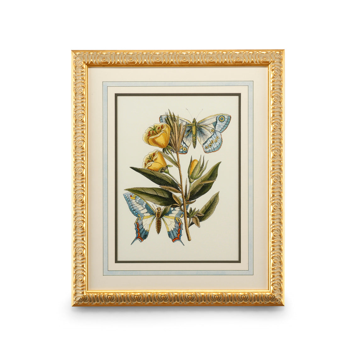 Butterfly Study II