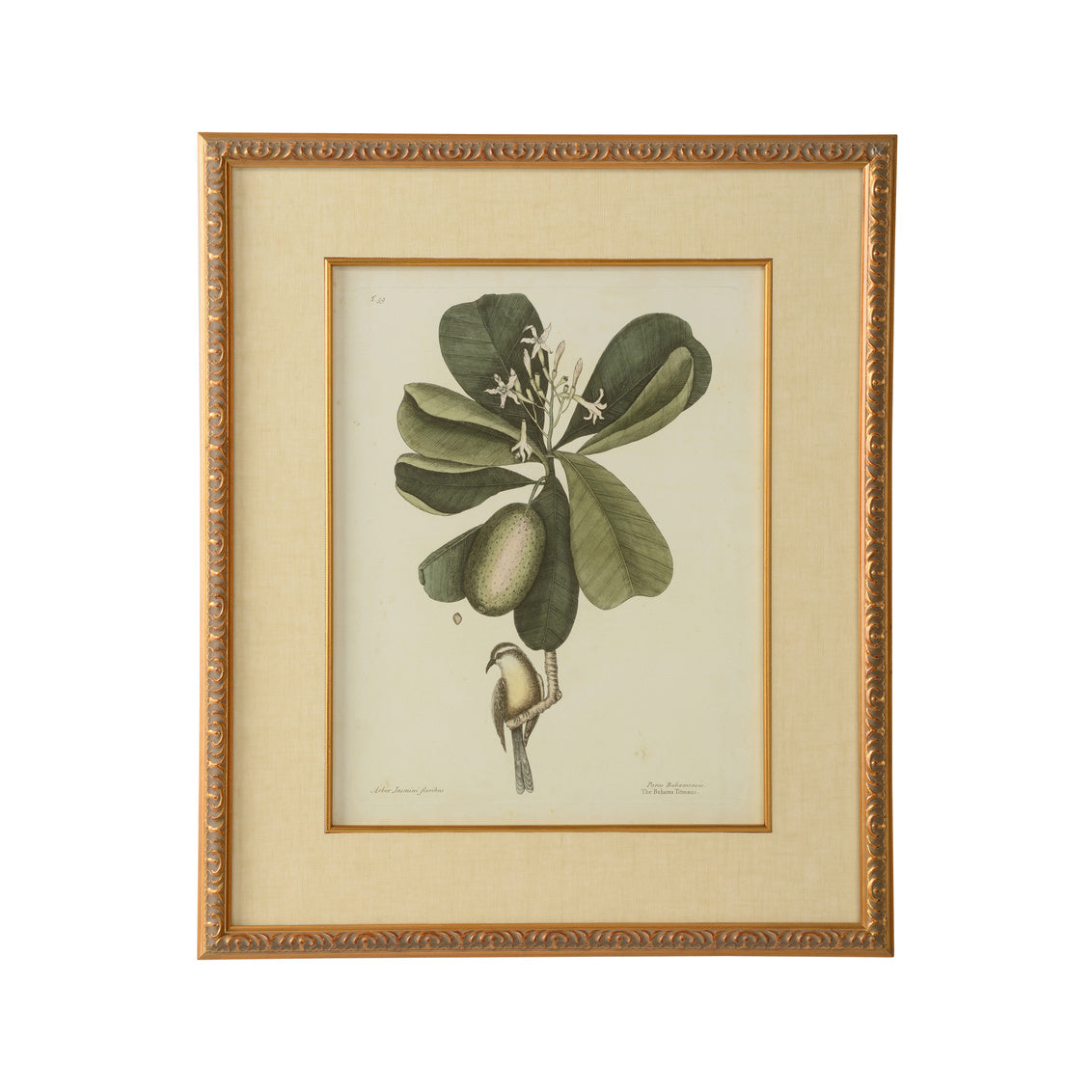 Catesby Bird & Botanical III