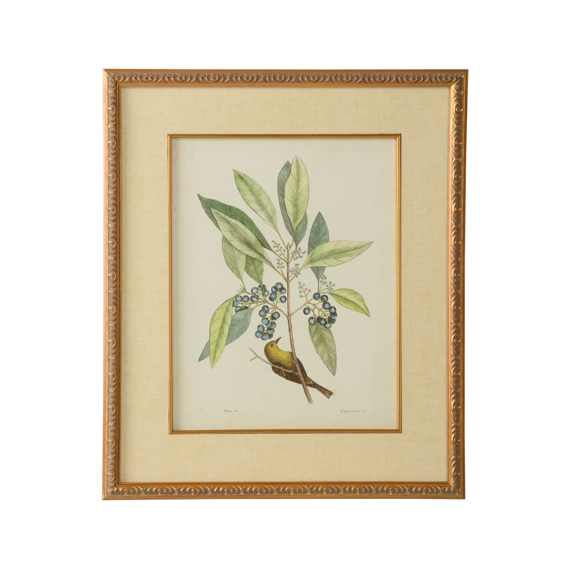 Catesby Bird & Botanical V