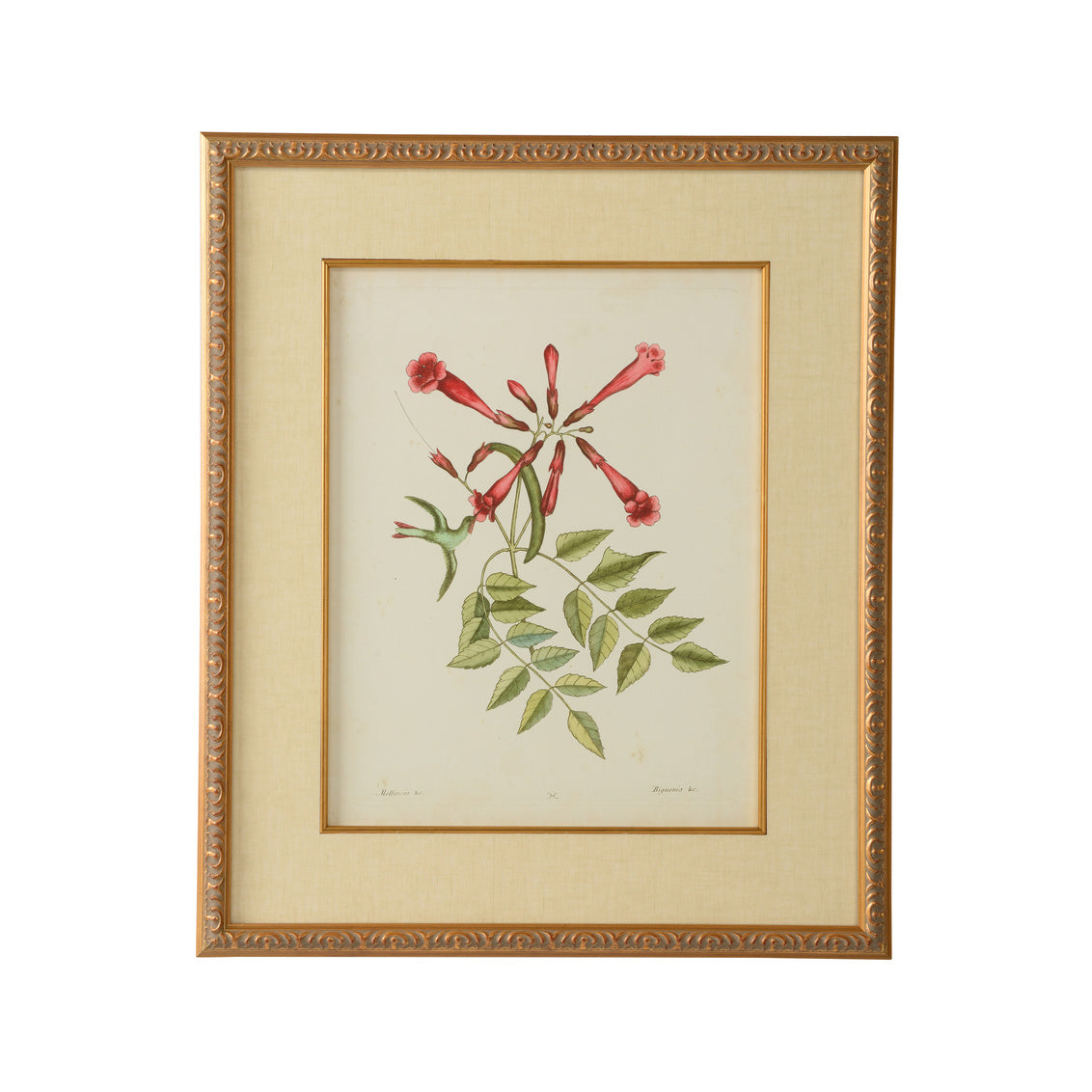 Catesby Bird & Botanical VI