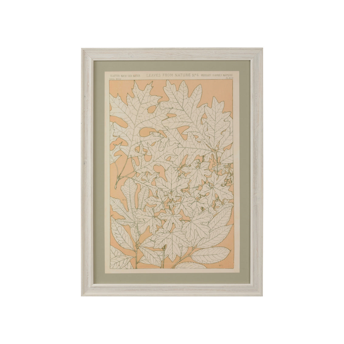 Foliage Nature 4