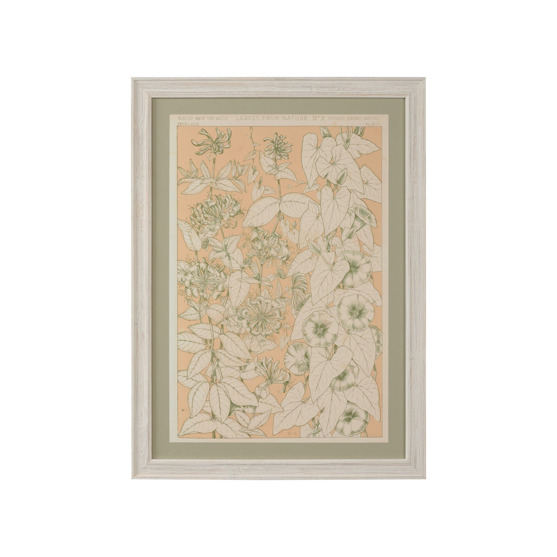 Foliage Nature 9
