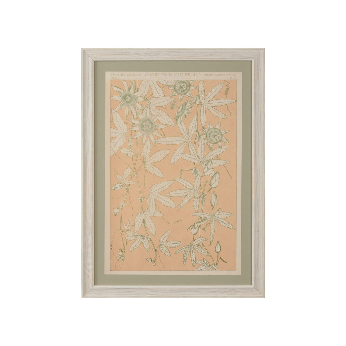 Foliage Nature 10