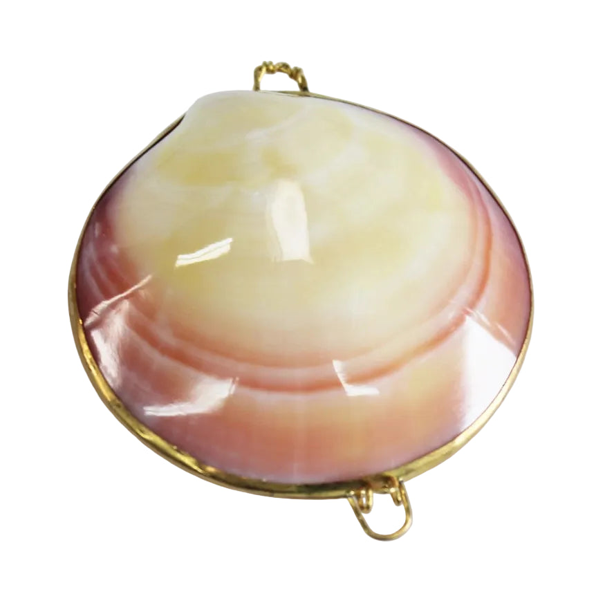 Polished Tigrina Clam Coin Purse