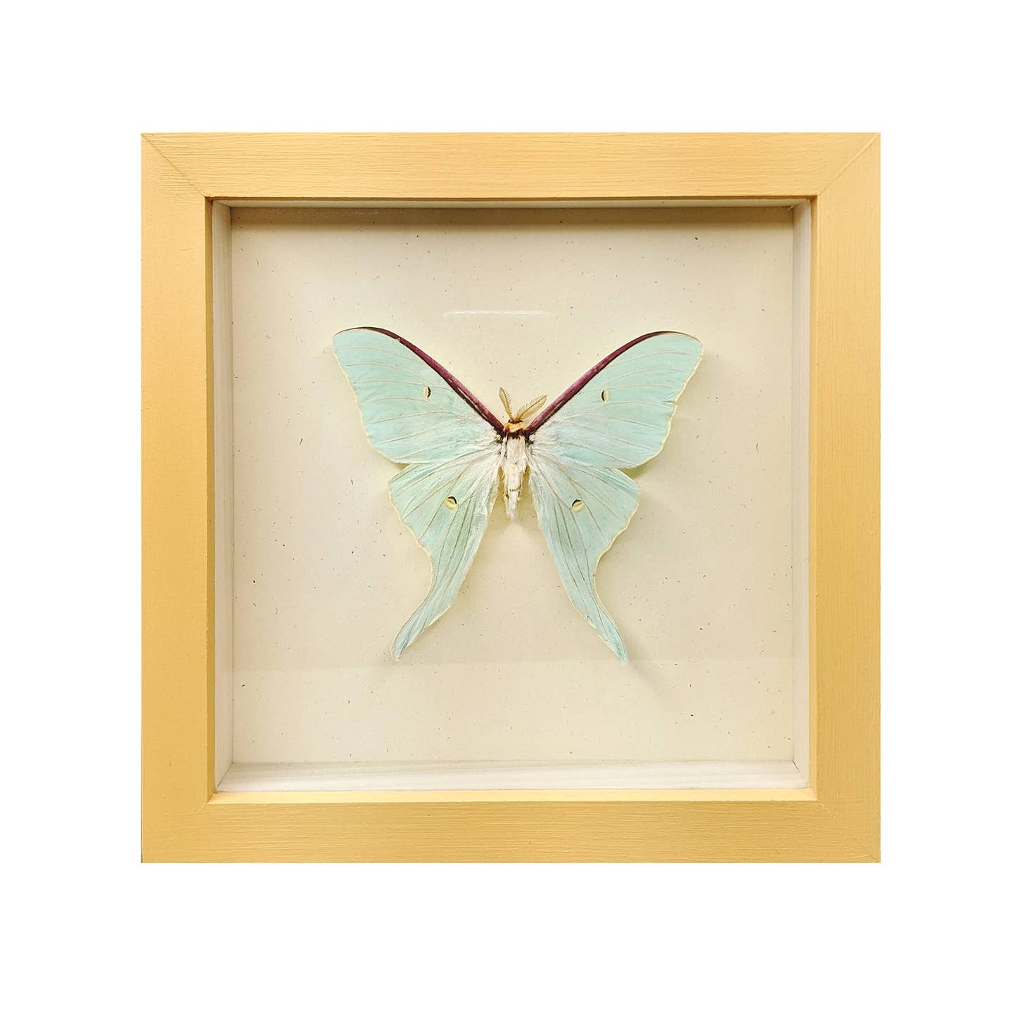 Luna Moth Shadowbox, Mustard