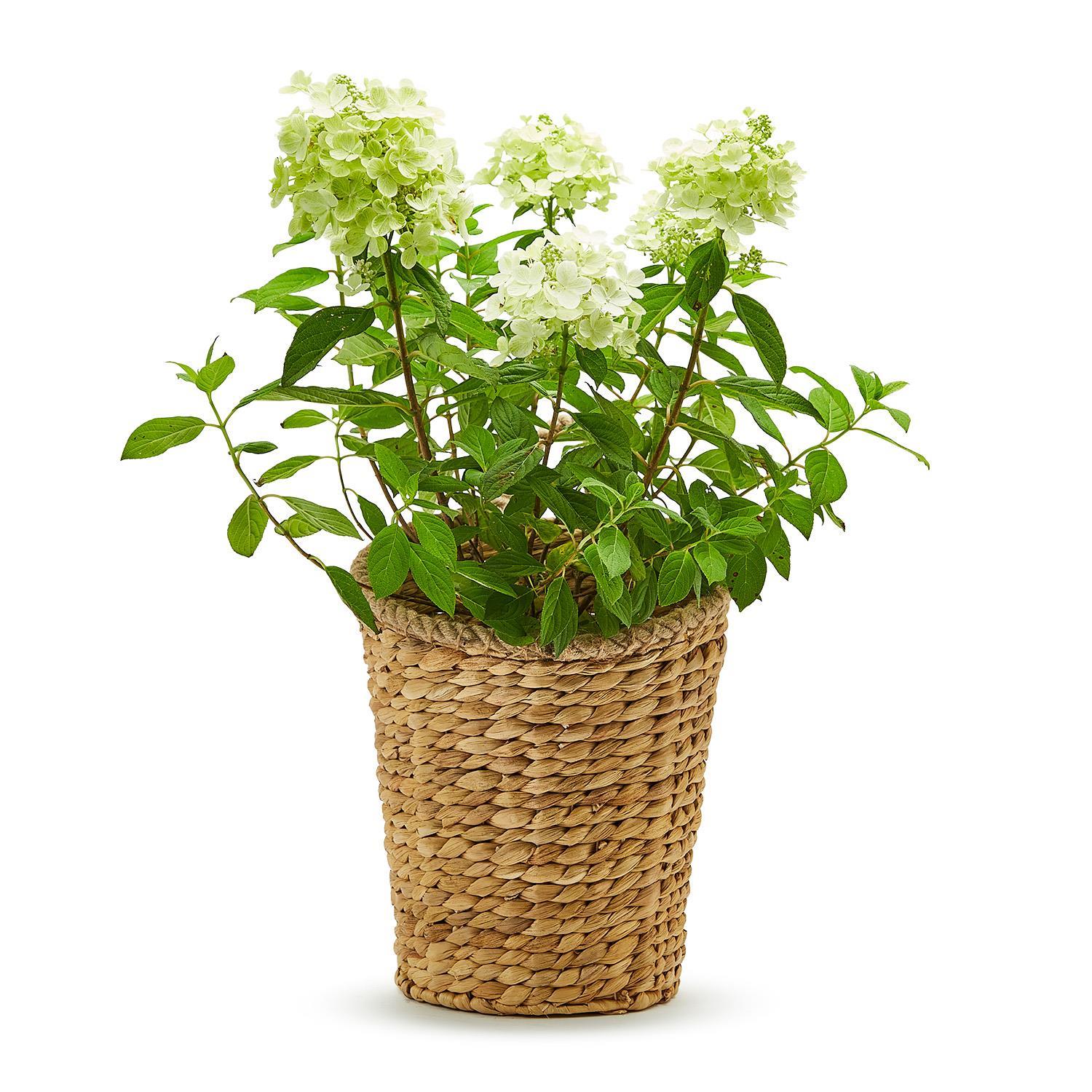 Whitesridge Hanging Basket