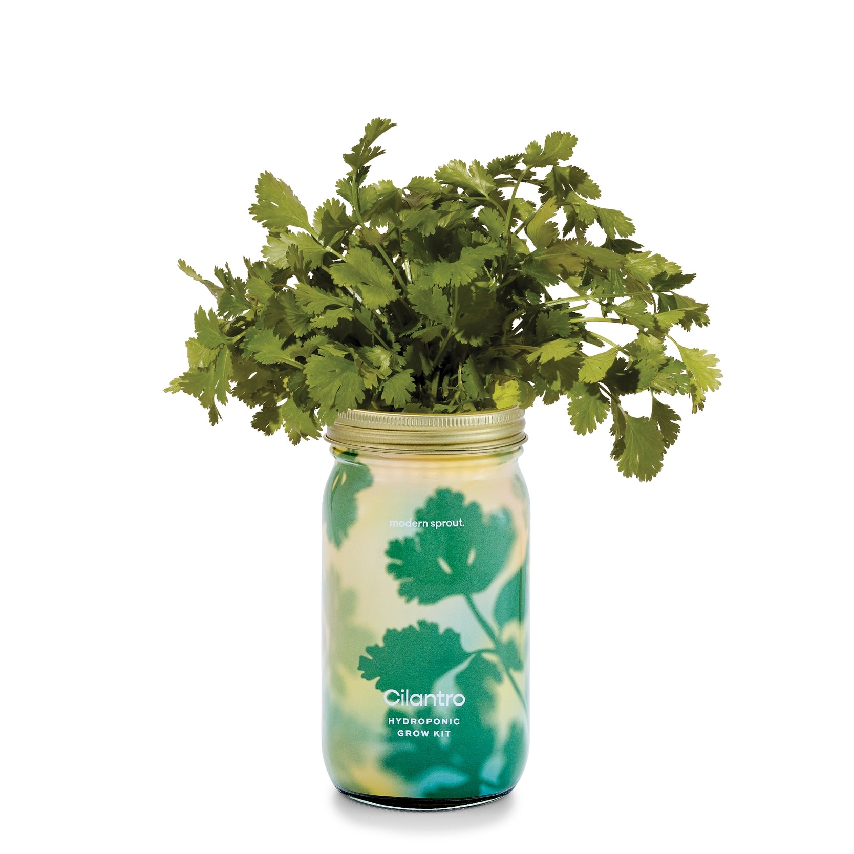 Herb Garden Jar, Cilantro
