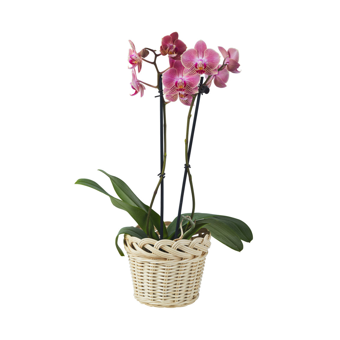 Braided Wicker Planter, Small