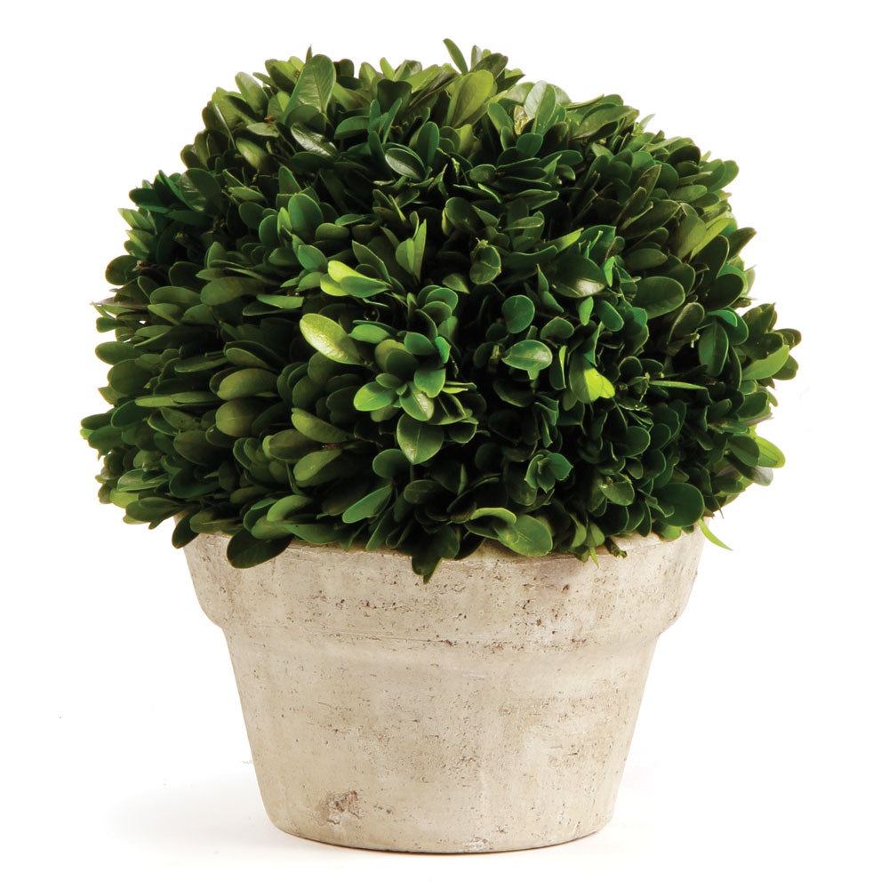 Boxwood Ball in Pot, Medium