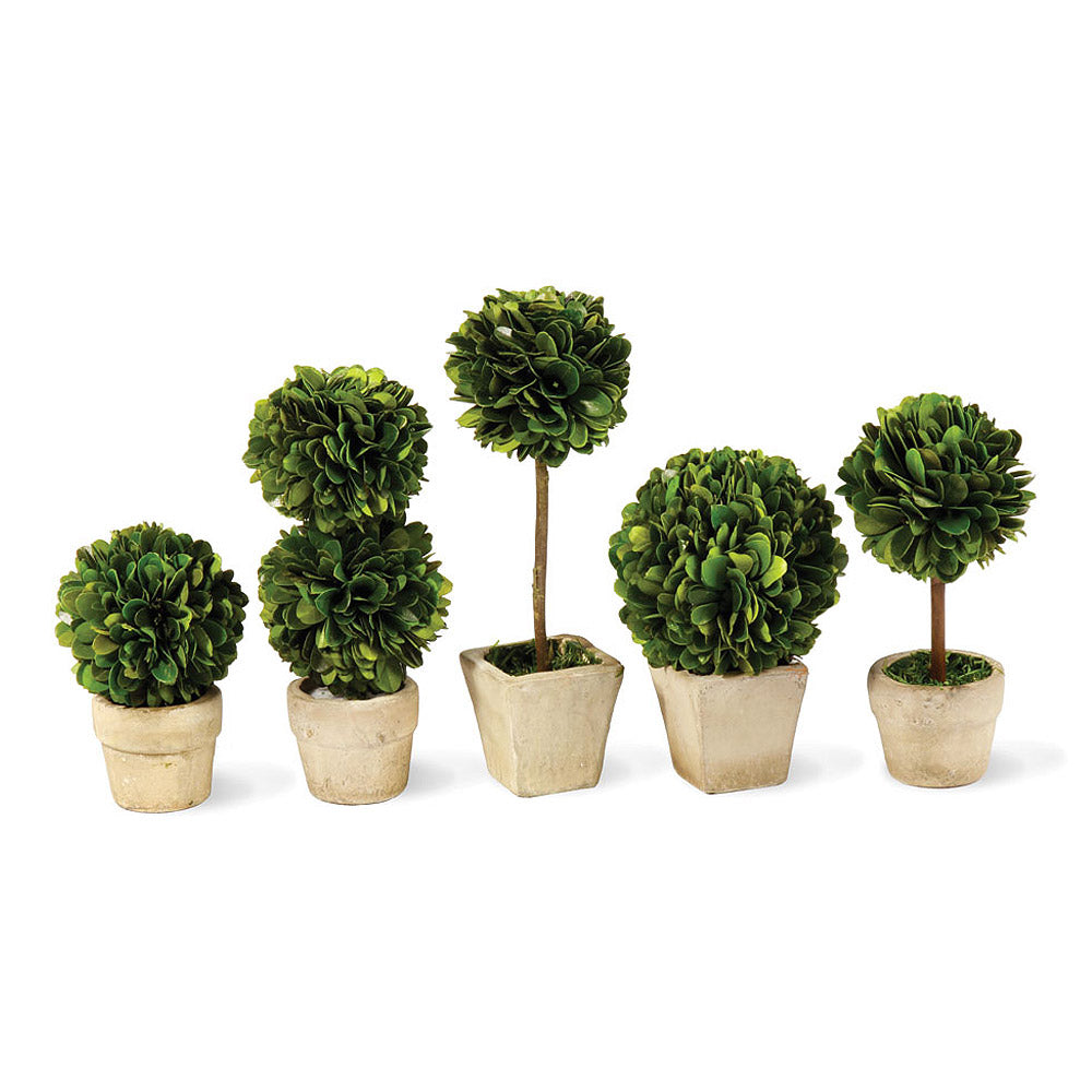 topiary plants in pots Mini Topiaries in Pots, Set of 5