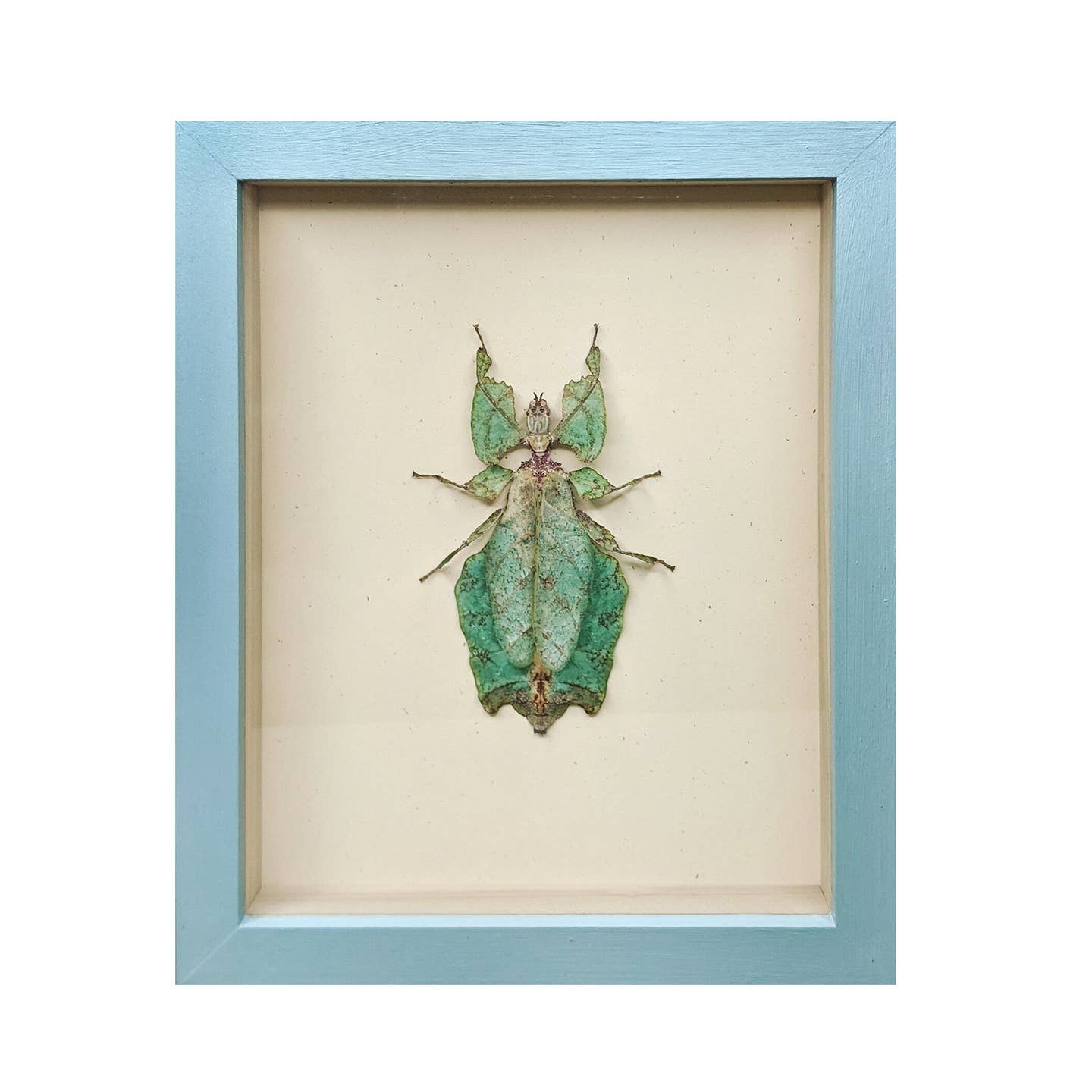 Giant Leaf Insect Shadowbox, Light Blue