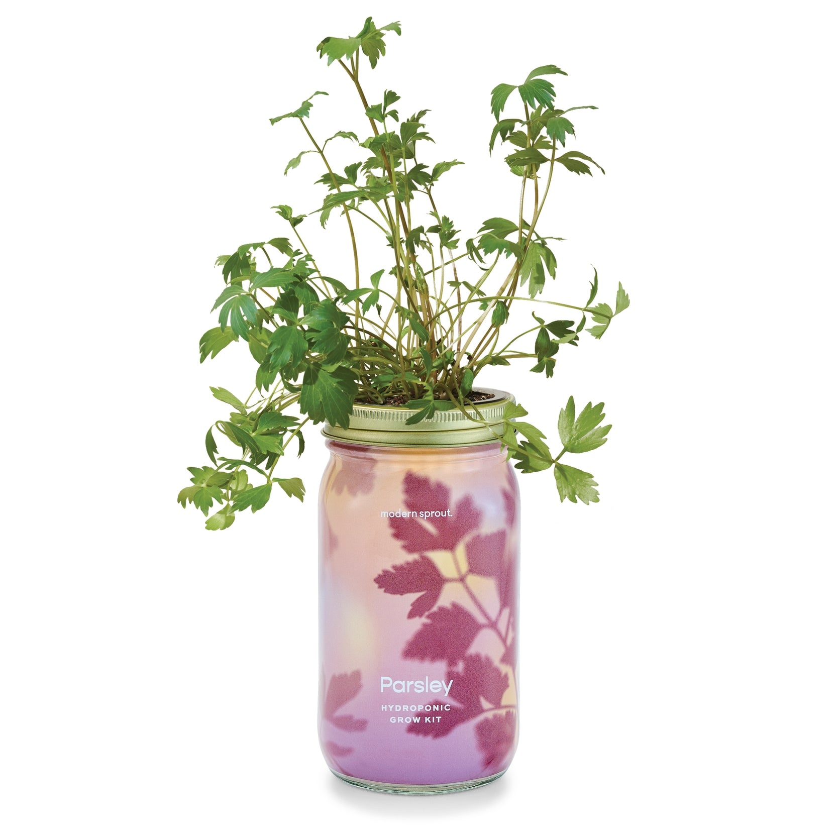 Herb Garden Jar, Parsley