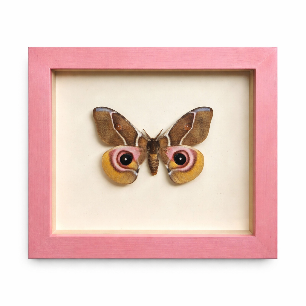 Suraka Moth Shadowbox, Blush
