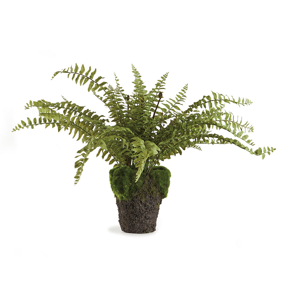 Boston Fern Drop-In, 16"