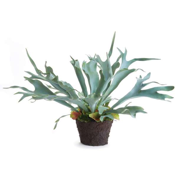 Staghorn Fern Drop-in, 21"