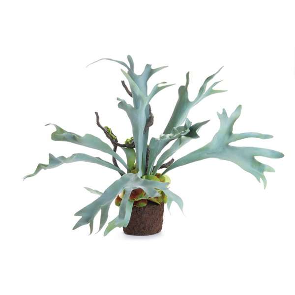 Staghorn Fern Drop-in, 22"