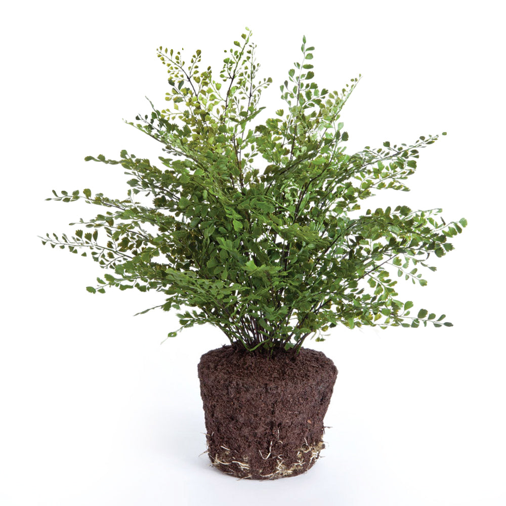 Maidenhair Drop-In, 23"