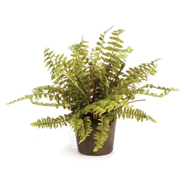 Boston Fern Drop-in, 12"