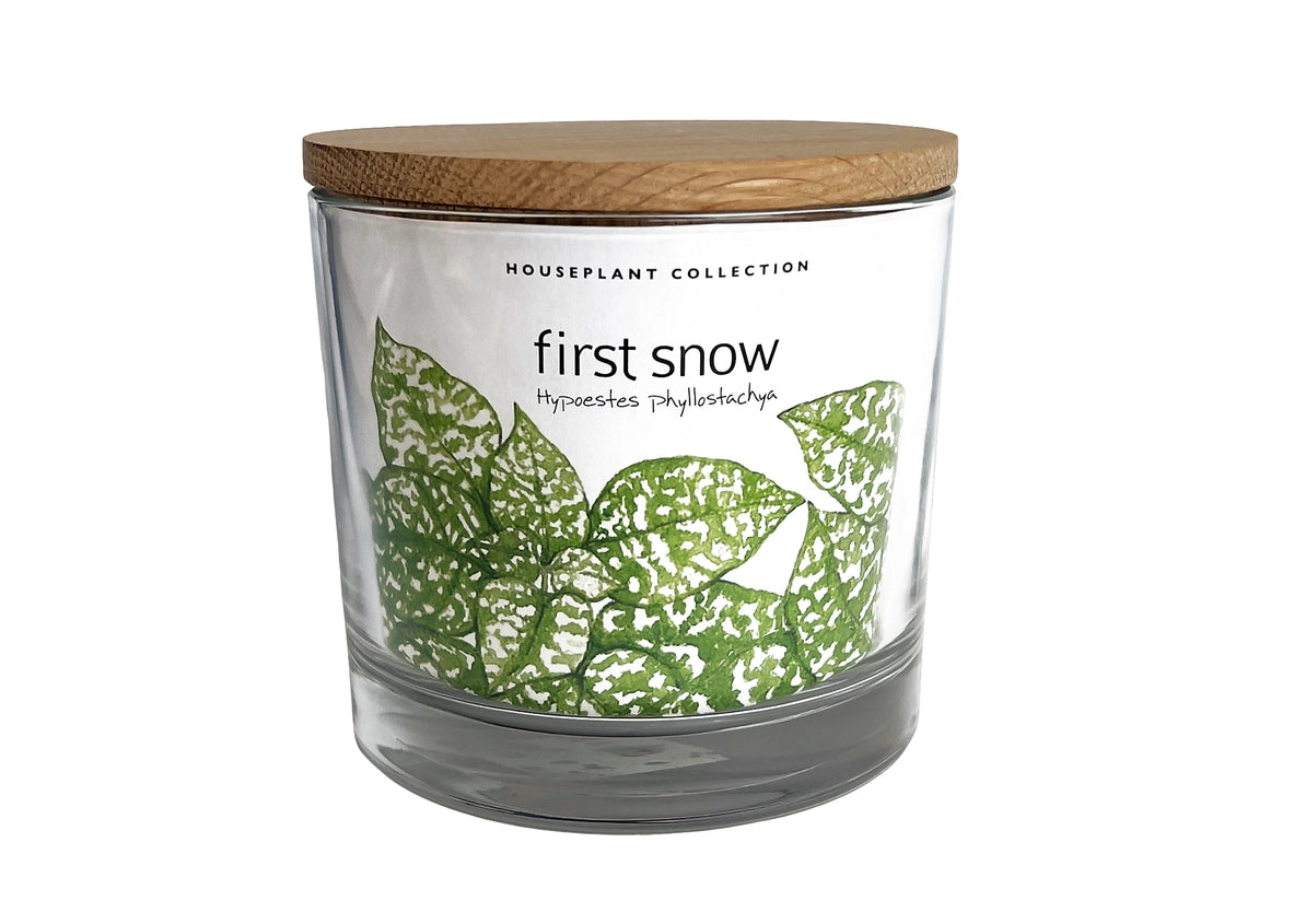 First Snow Plant Kit