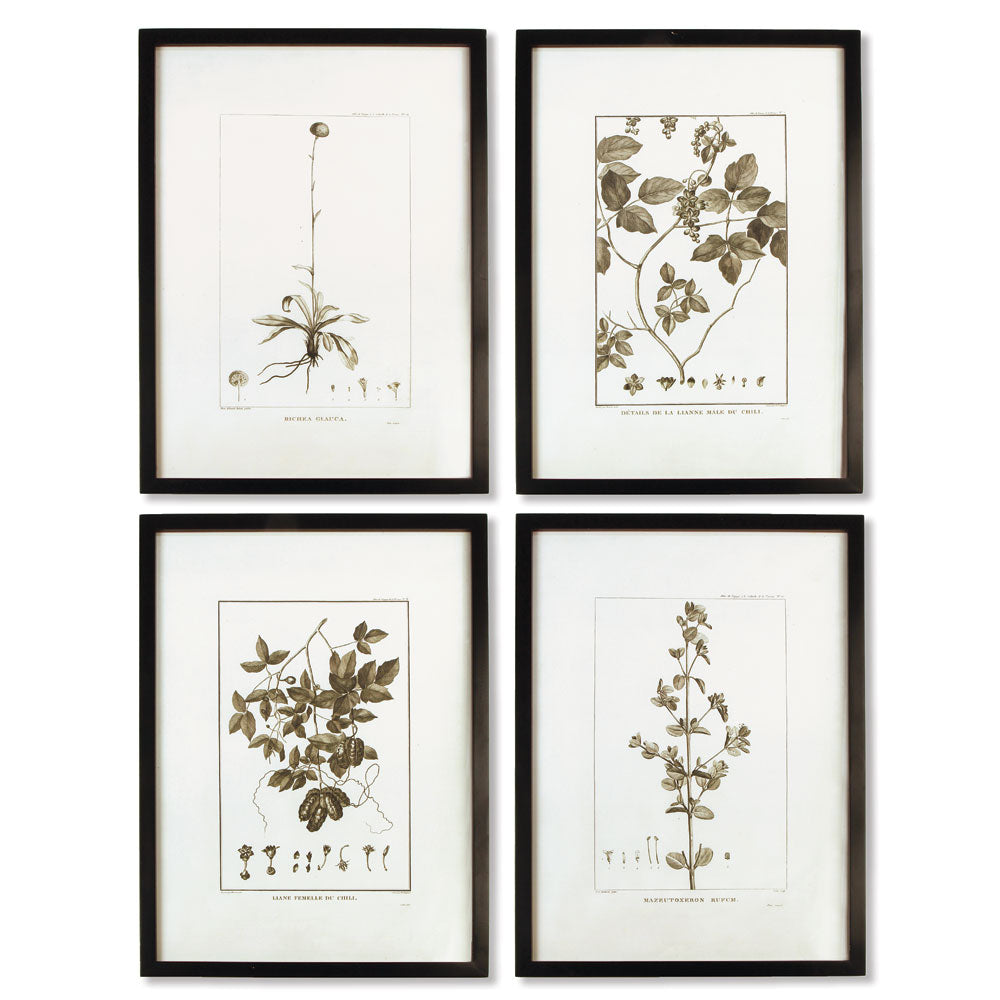 Mallin Botanical Prints, Set of 4