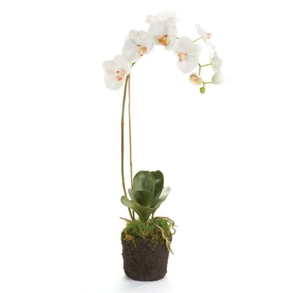 Phalaenopsis Orchid Drop-in, 26"