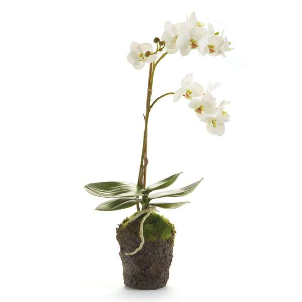 Phalaenopsis Orchid Drop-in, 17"