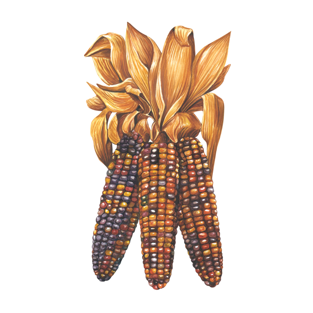 Maize Table Accents, Set of 12