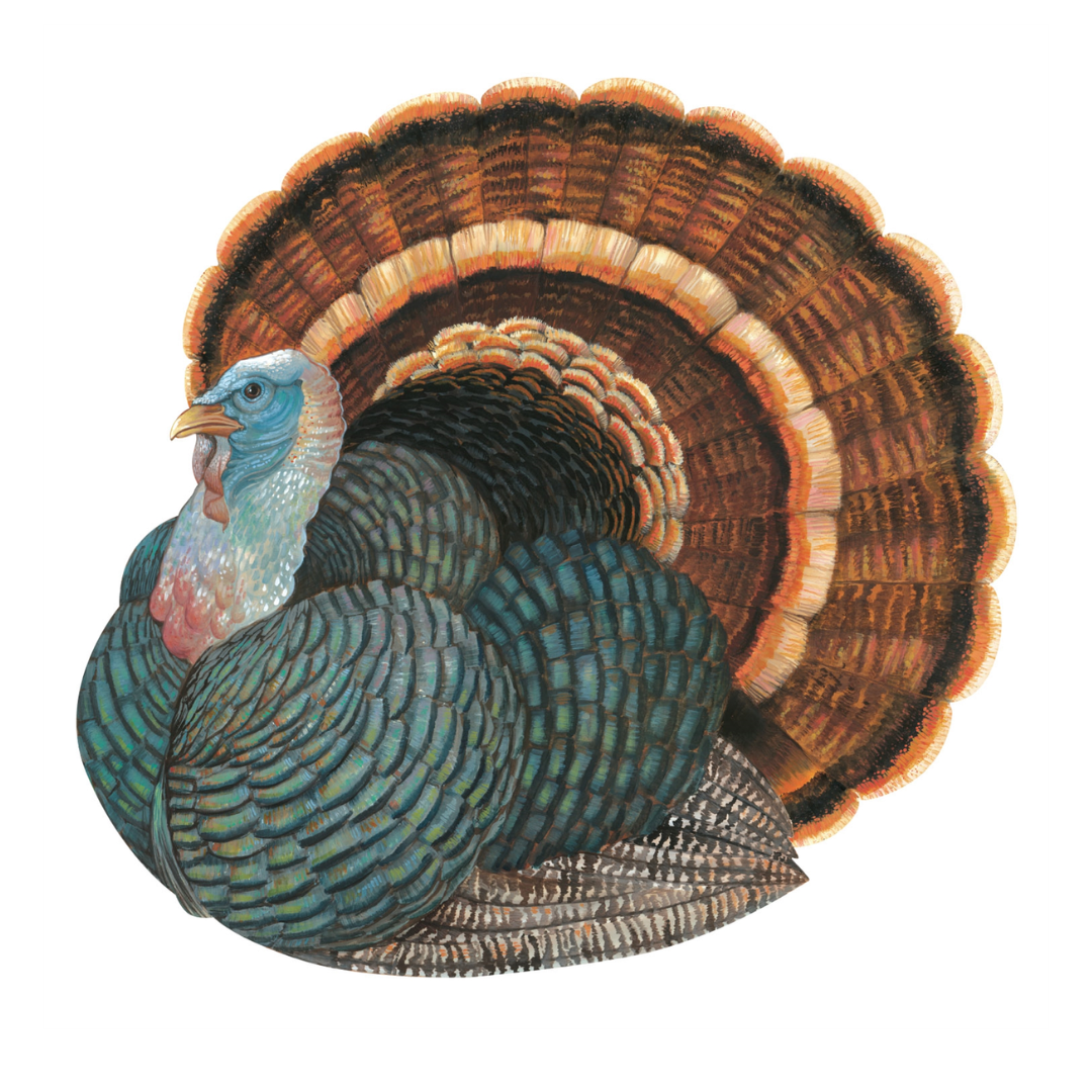 Turkey Paper Placemats