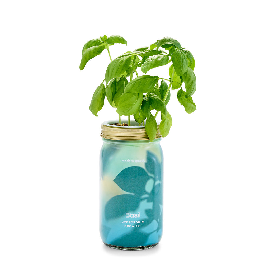 Herb Garden Jar, Basil