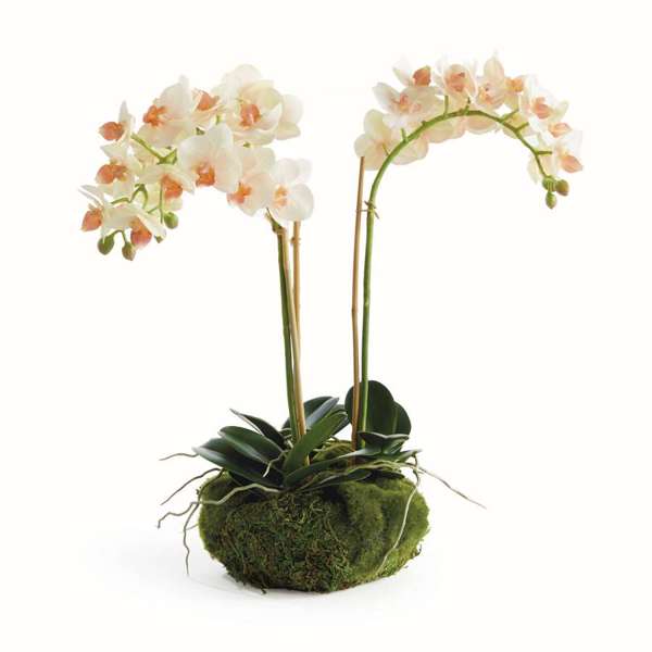 Phalaenopsis Mini Garden Drop-in, 16"