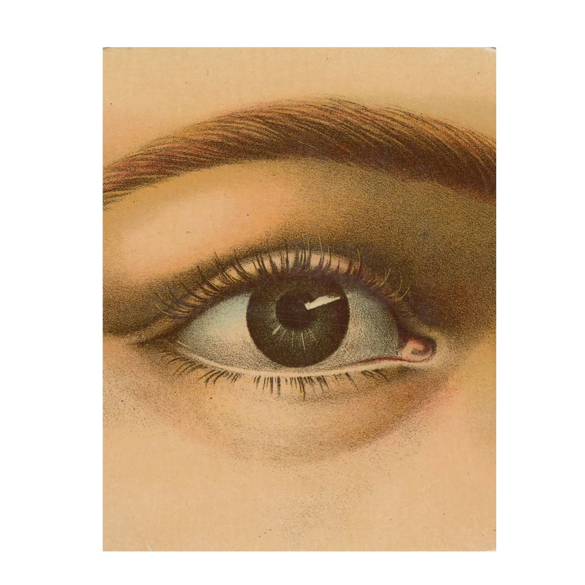 John Derian Picture Book