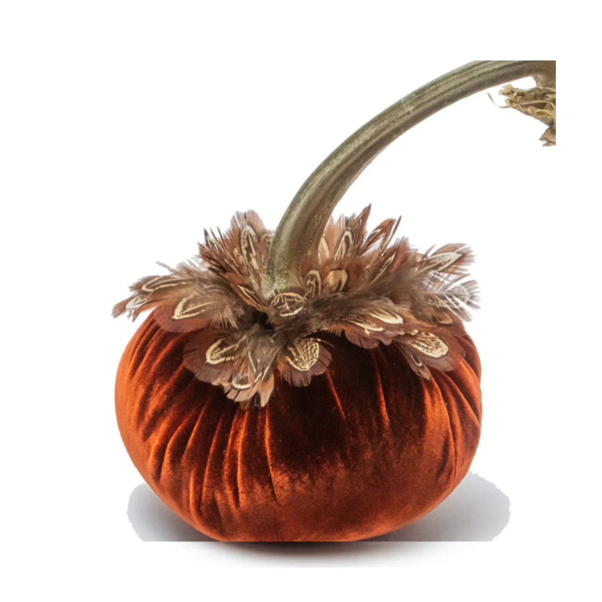 Hot Skwash Silk Velvet & Pheasant Collar Pumpkin, Fire