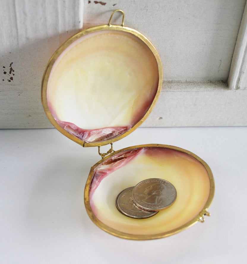 Polished Tigrina Clam Coin Purse