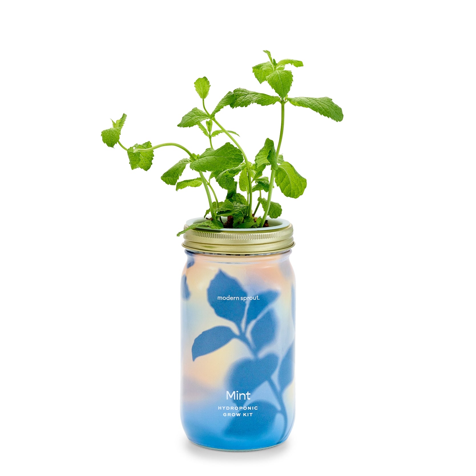 Herb Garden Jar, Mint