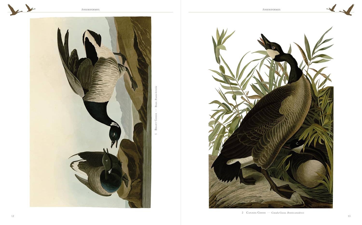 Audubon's Birds Of America