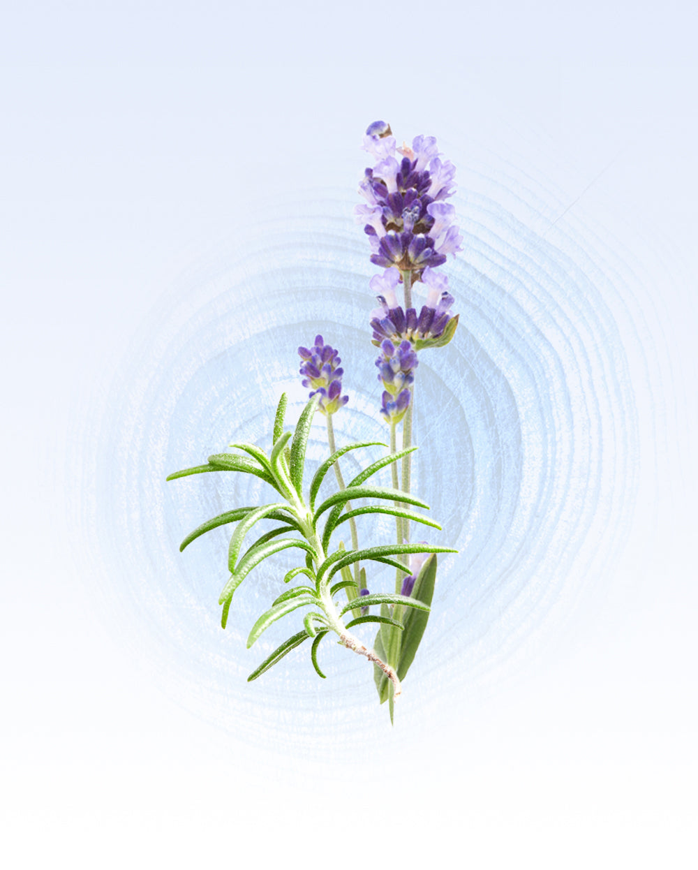 Glasshouse Travel Eau De Parfum, Diving Into Cyprus