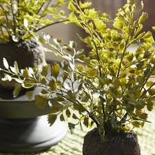 Maidenhair Drop-Ins Set of 3