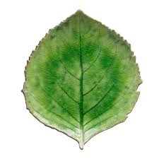 Riviera Hydrangea Leaf, Tomate