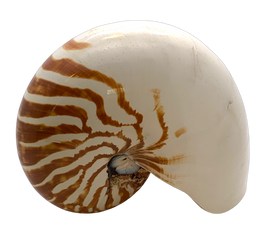 Nautilus Shell - Hunt and Bloom