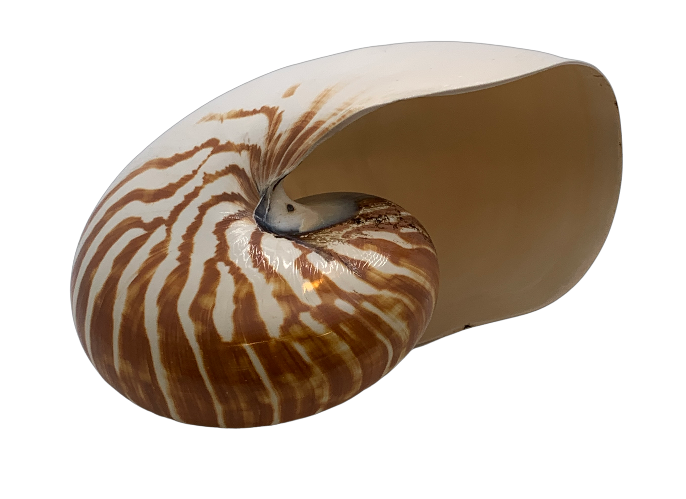 Nautilus Shell - Hunt and Bloom