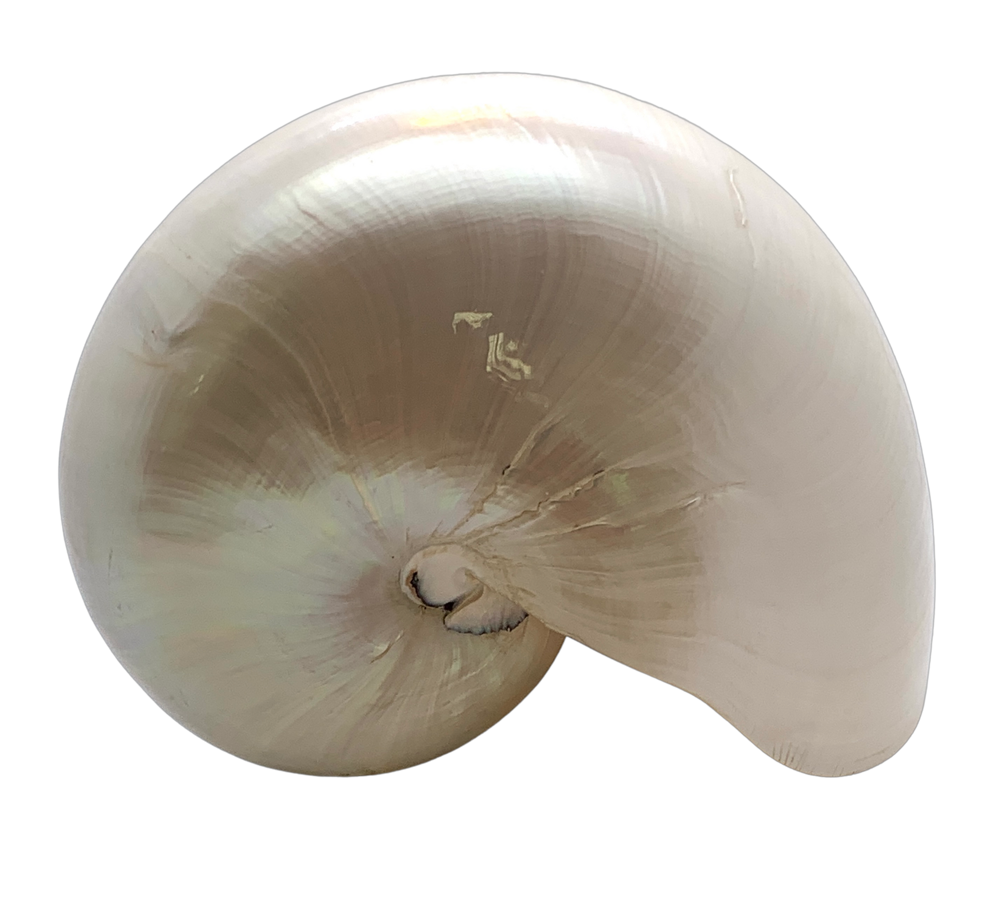Pearlized Nautilus Shell - Hunt and Bloom