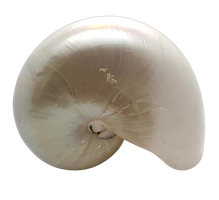 Pearlized Nautilus Shell - Hunt and Bloom