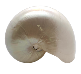 Pearlized Nautilus Shell - Hunt and Bloom
