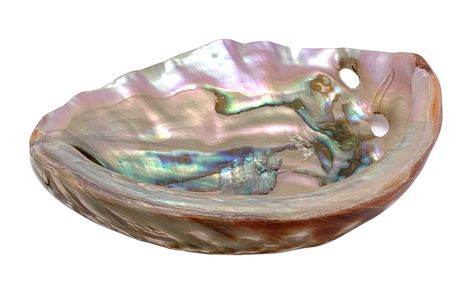 Red Abalone Shell - Hunt and Bloom