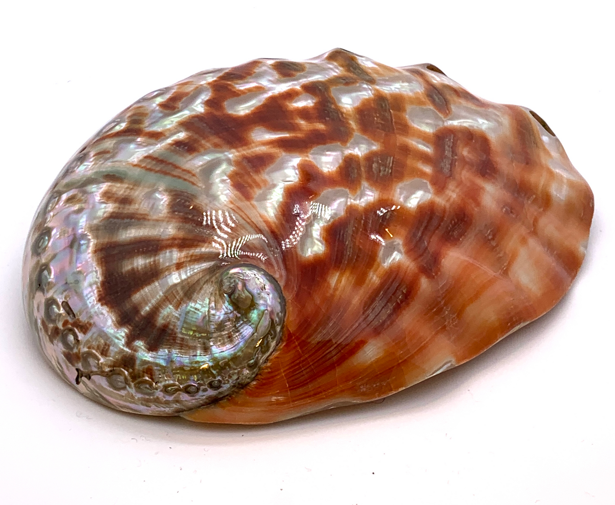 Red Abalone Shell - Hunt and Bloom